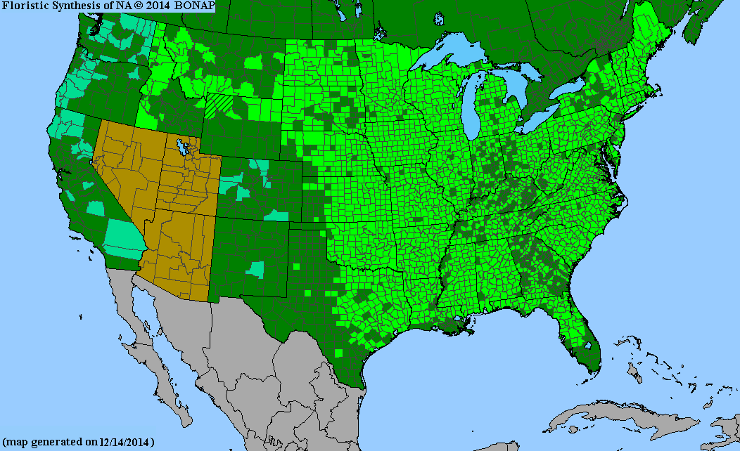County distribution map of Erigeron strigosus - Prairie Fleabane